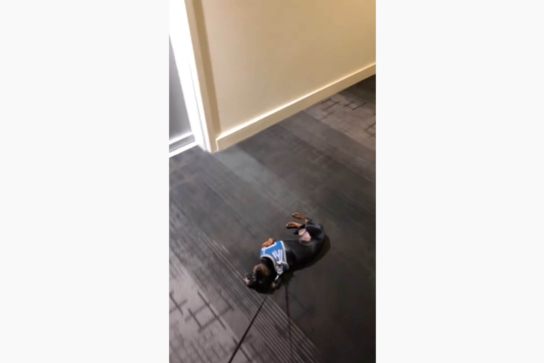 ダックスフンド,動画