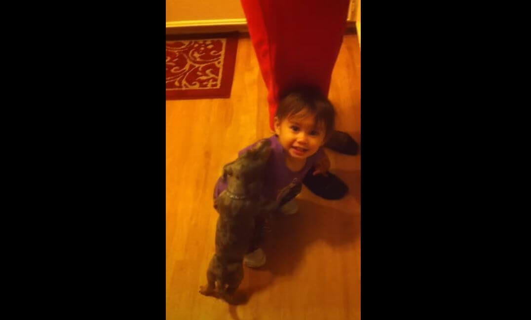 ダックスフンド,動画