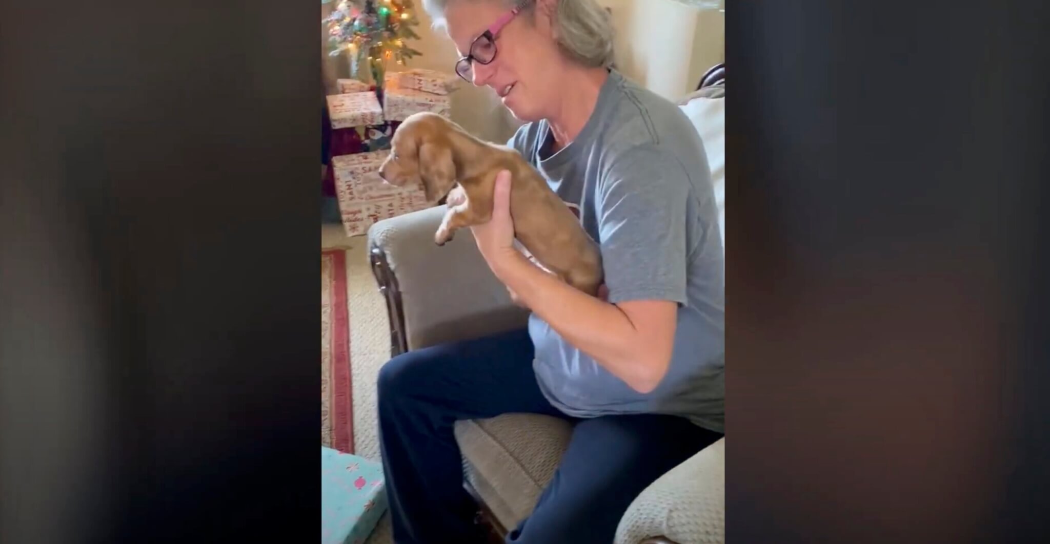 ダックスフンド,動画