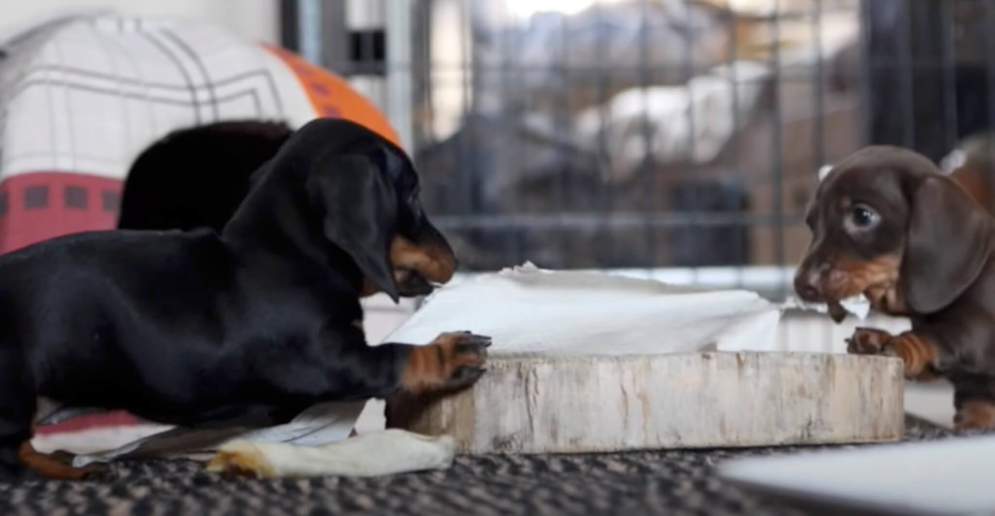 ダックスフンド,動画