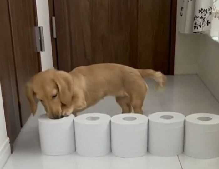 ダックスフンド,動画