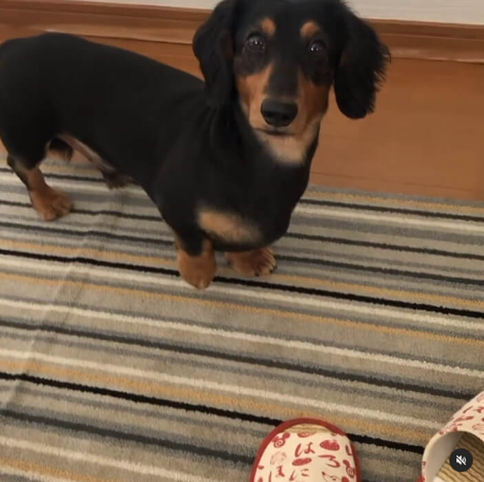 ダックスフンド,動画