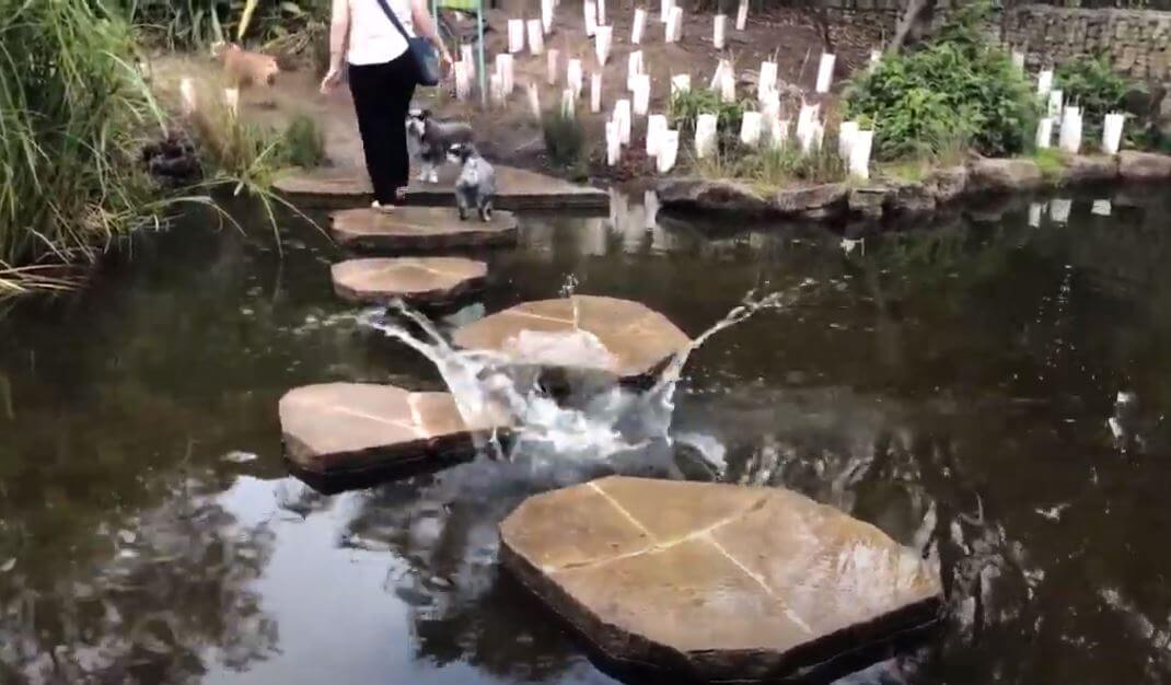 ダックスフンド,動画