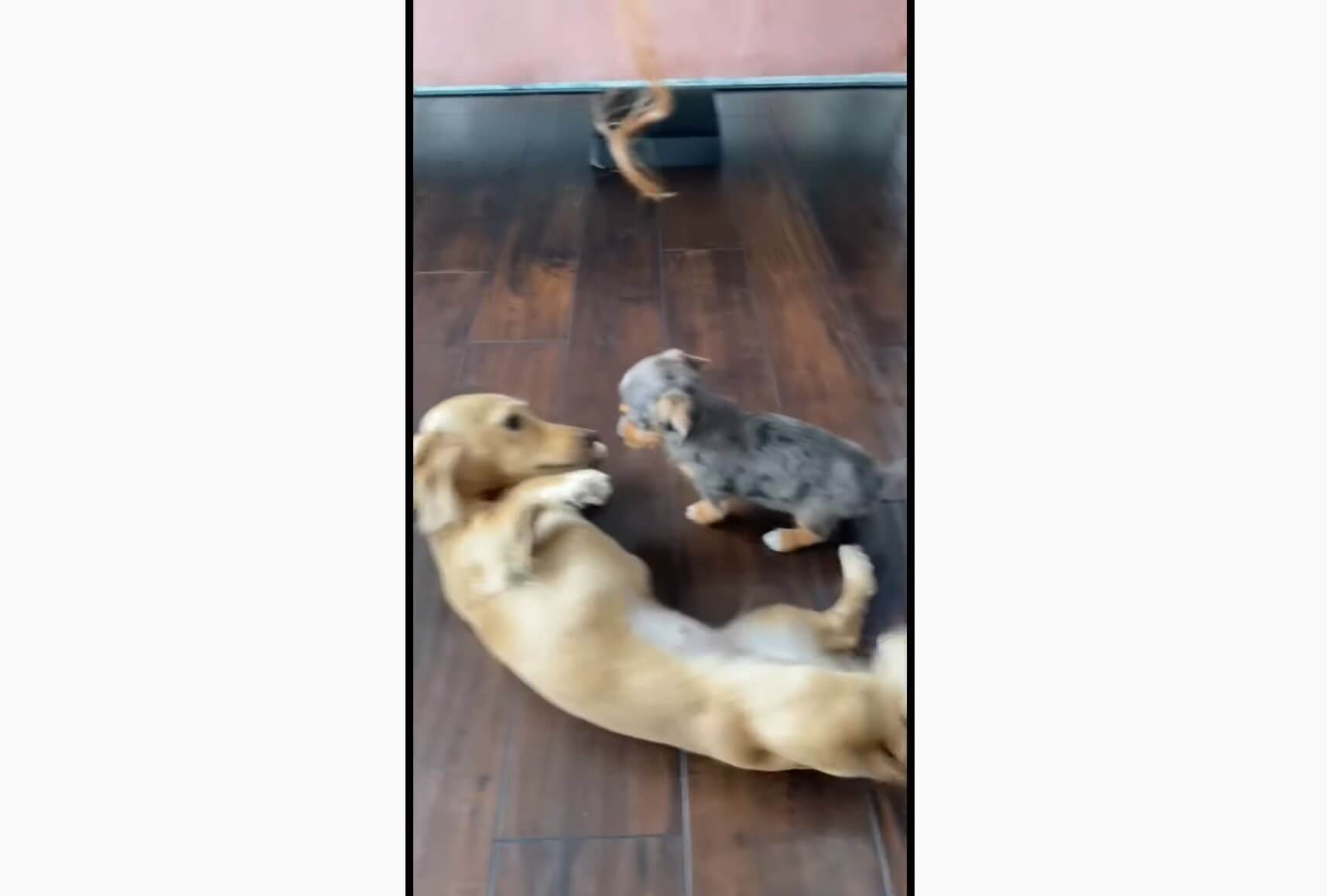 ダックスフンド,動画