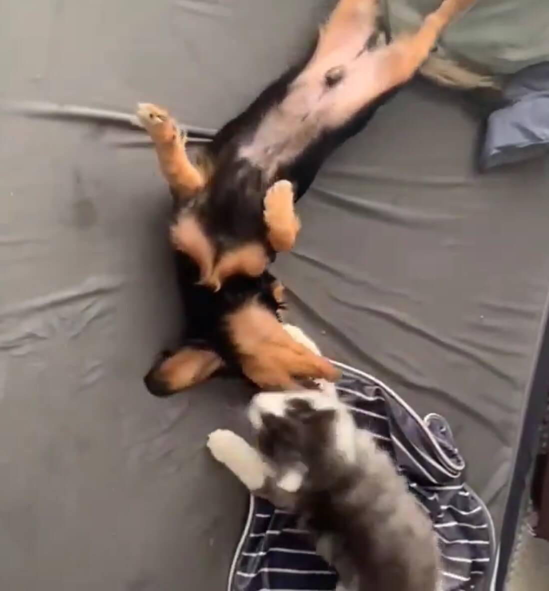 ダックスフンド,動画