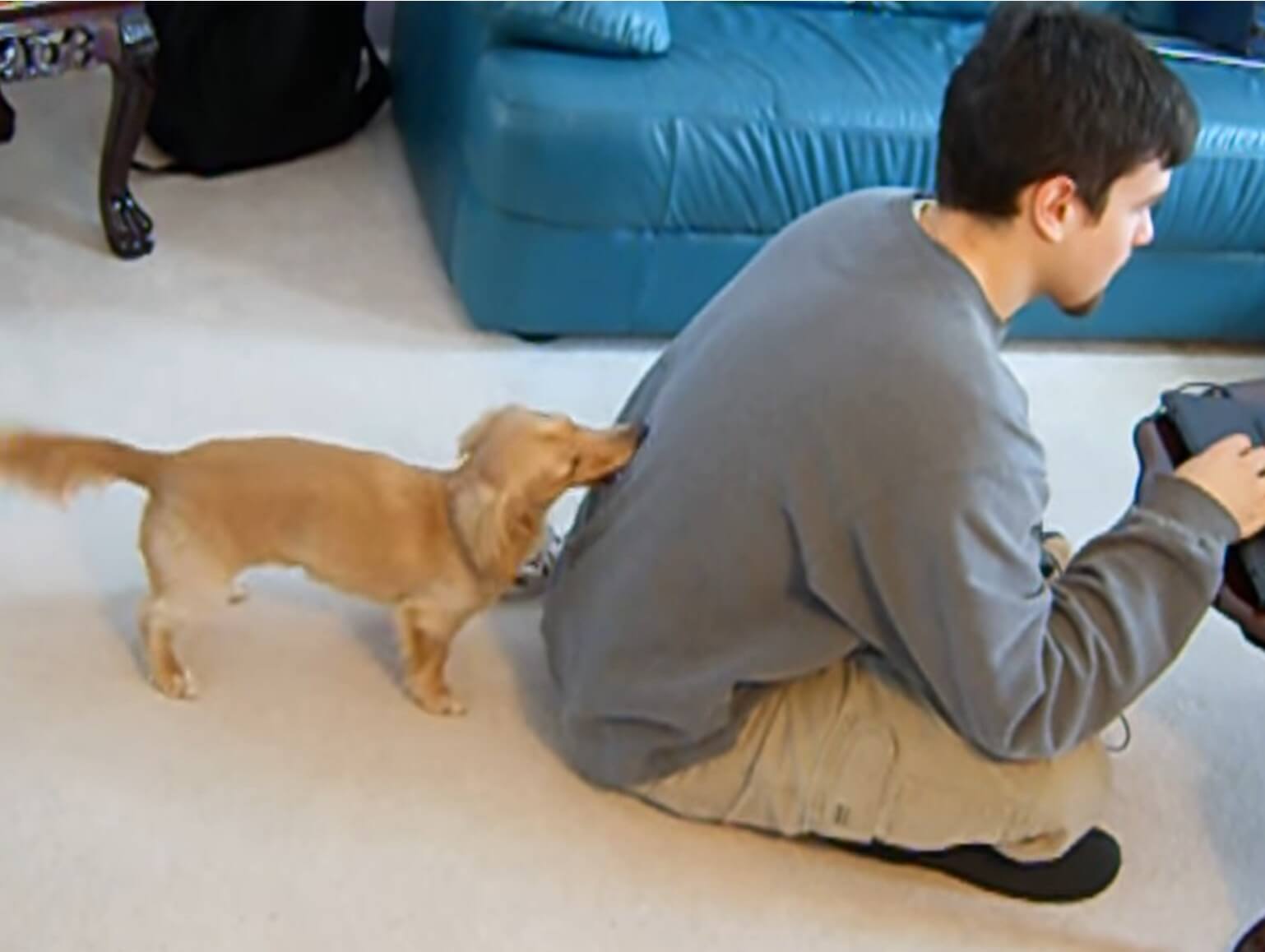 ダックスフンド,動画