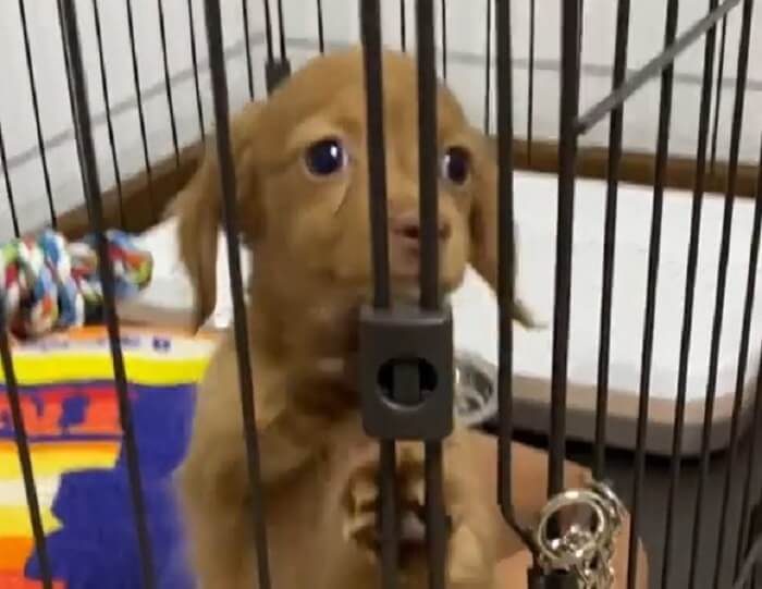 ダックスフンド,動画