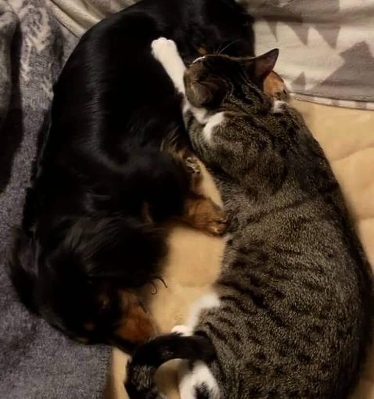 ダックスフンド,動画