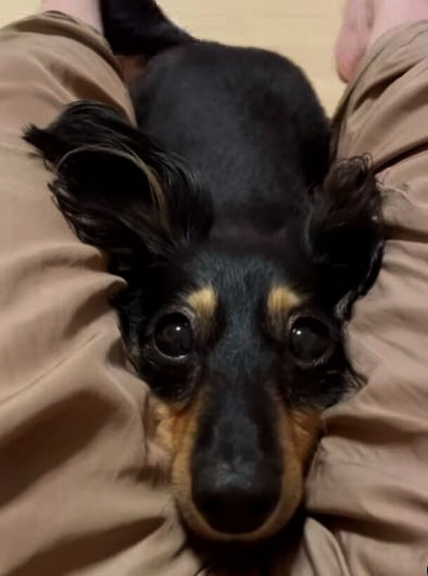 ダックスフンド,動画