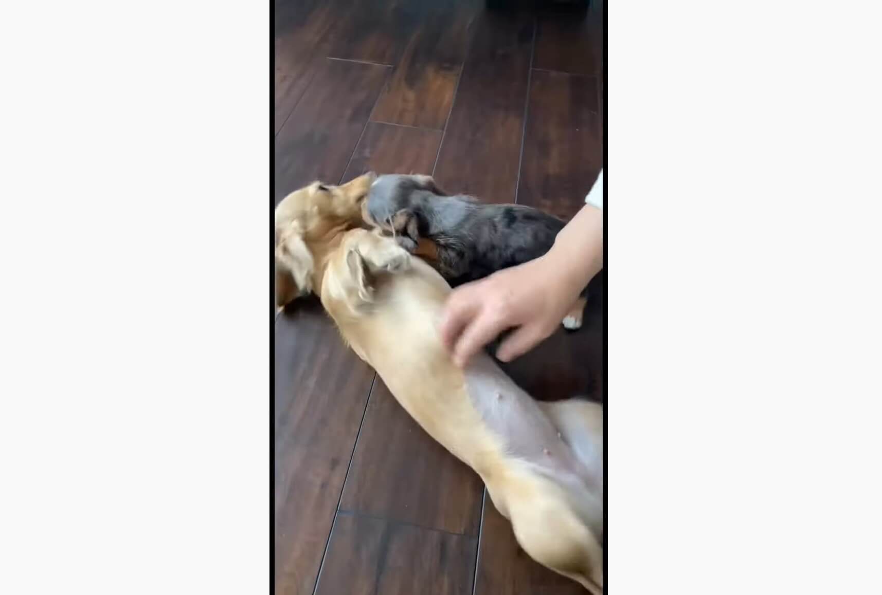 ダックスフンド,動画