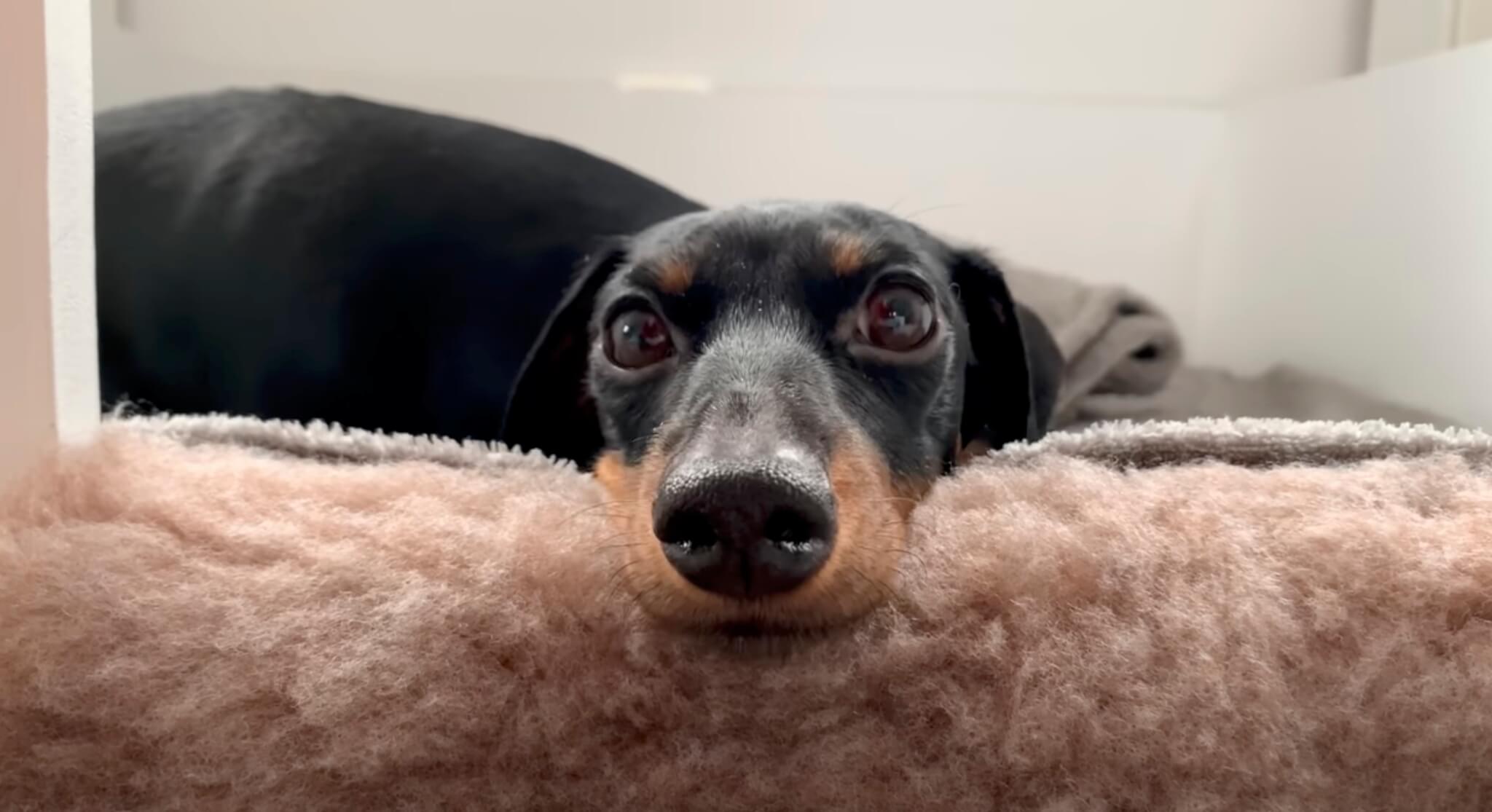 ダックスフンド,動画