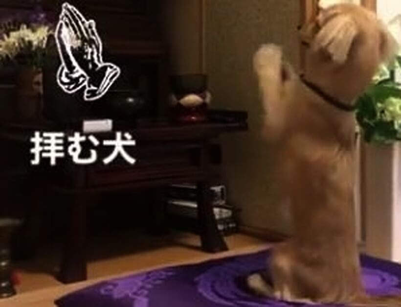 ダックスフンド,動画