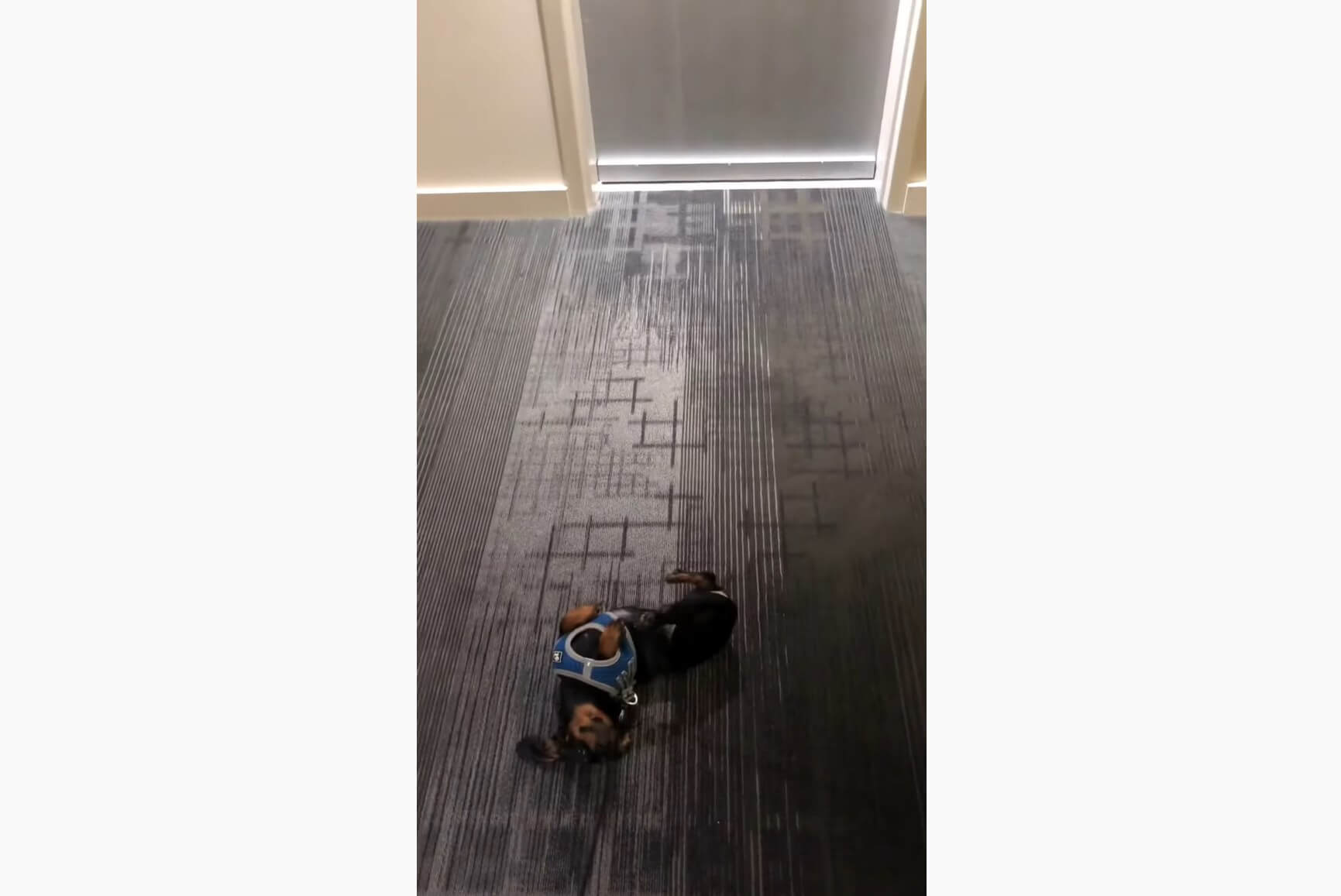 ダックスフンド,動画