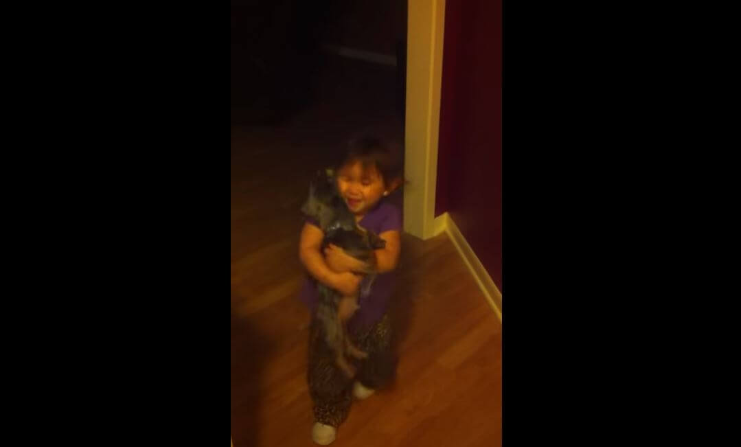 ダックスフンド,動画