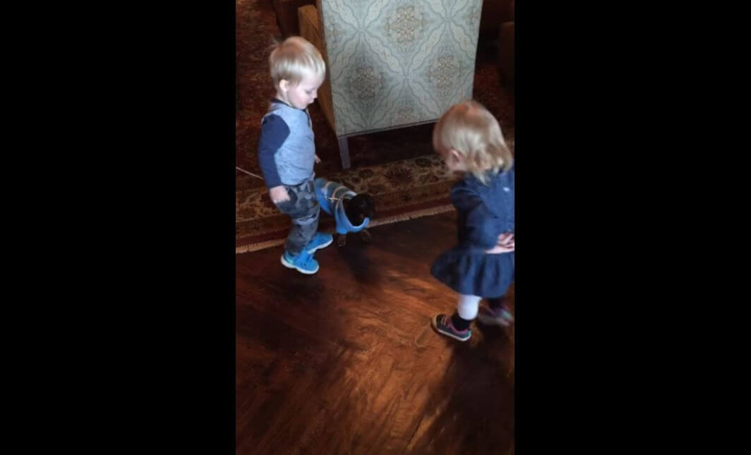 ダックスフンド,動画