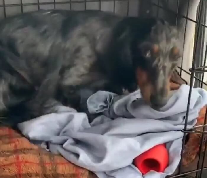 ダックスフンド,動画