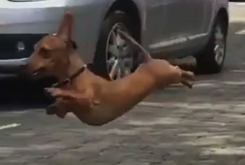 ダックスフンド,動画