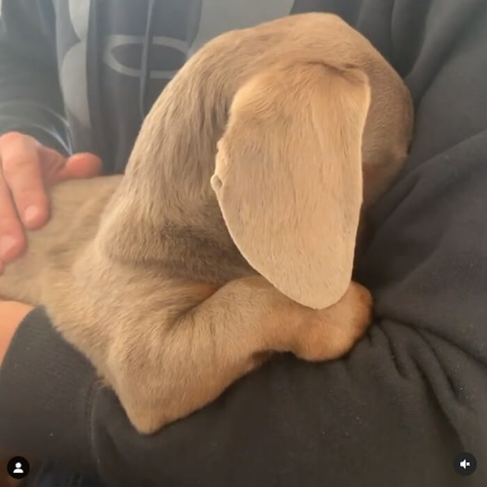 ダックスフンド,動画