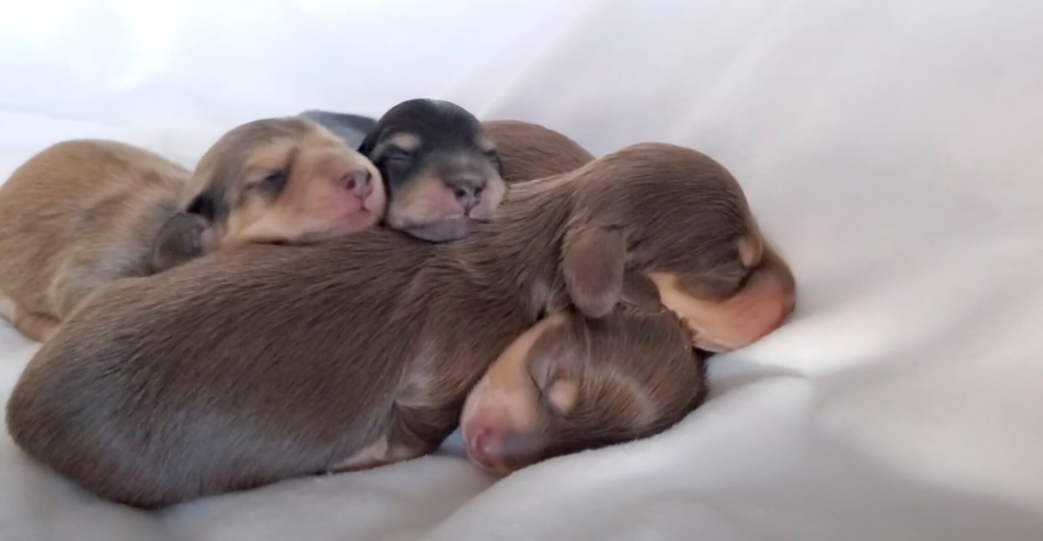 ダックスフンド,動画