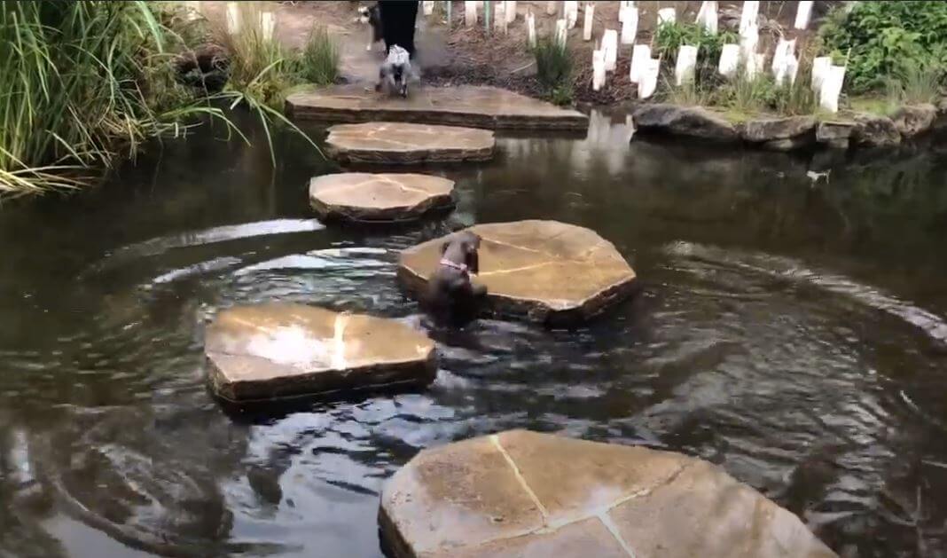 ダックスフンド,動画