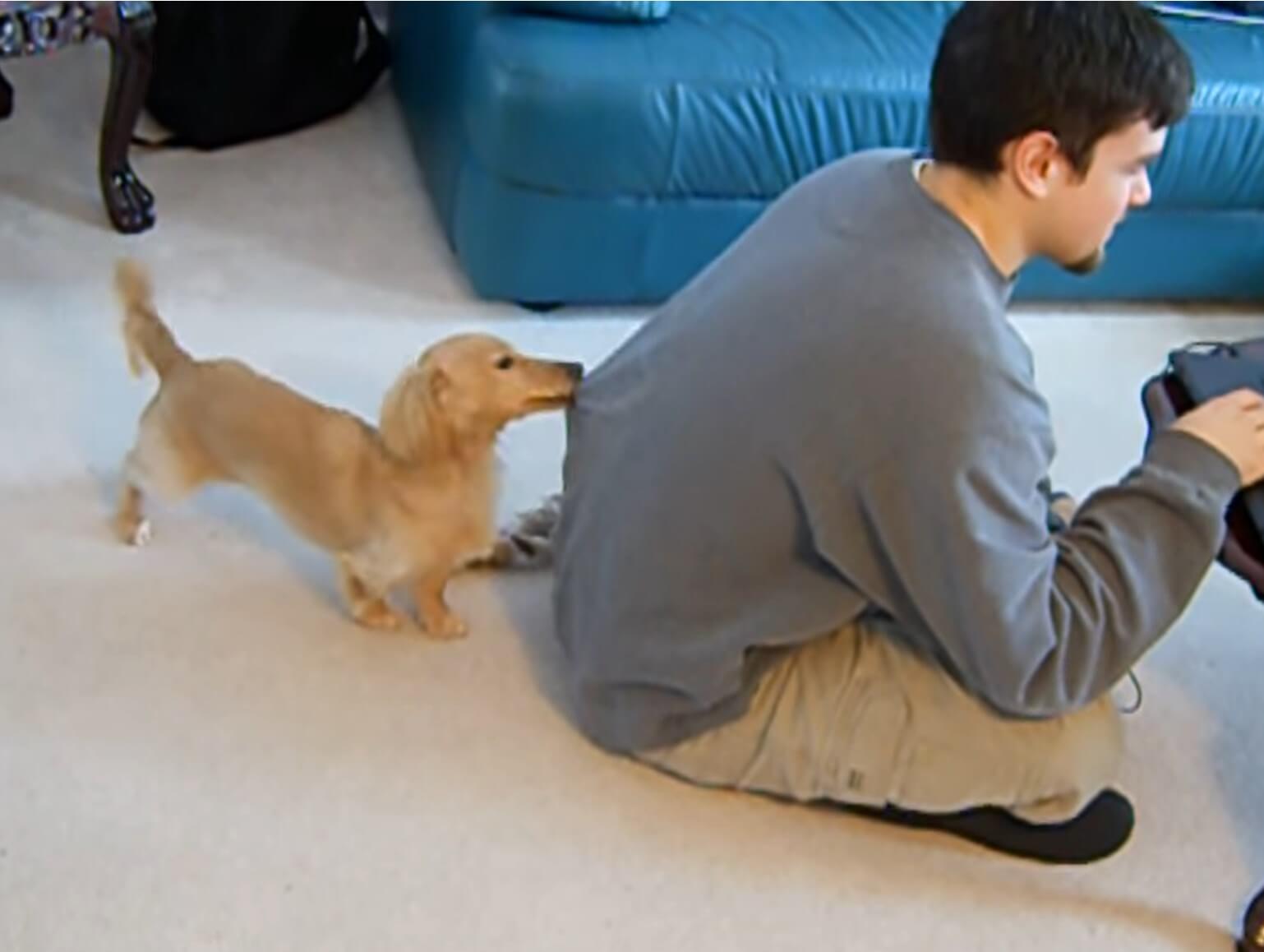 ダックスフンド,動画