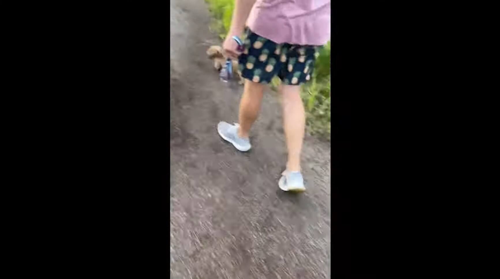 ダックスフンド,動画