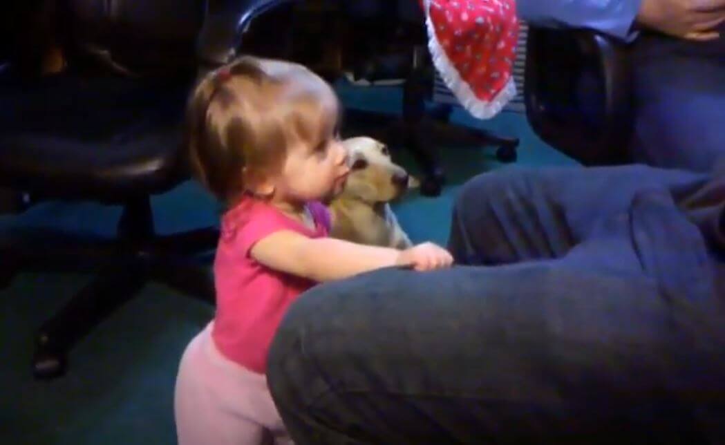 ダックスフンド,動画