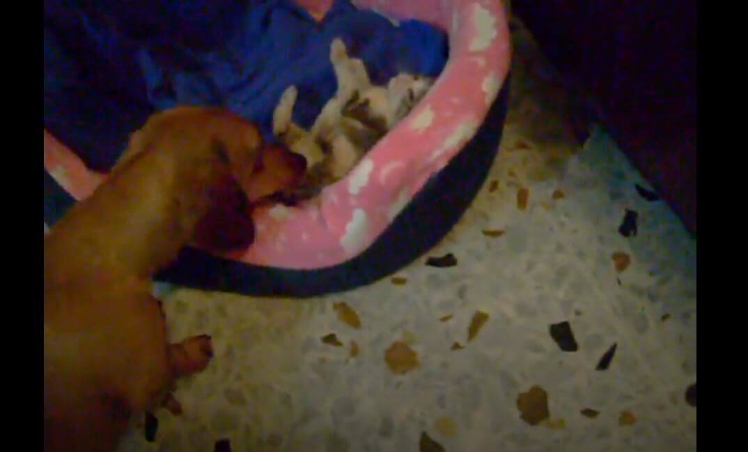 ダックスフンド,動画