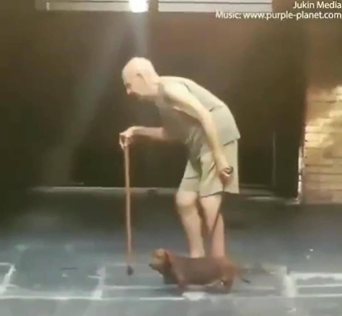 ダックスフンド,動画