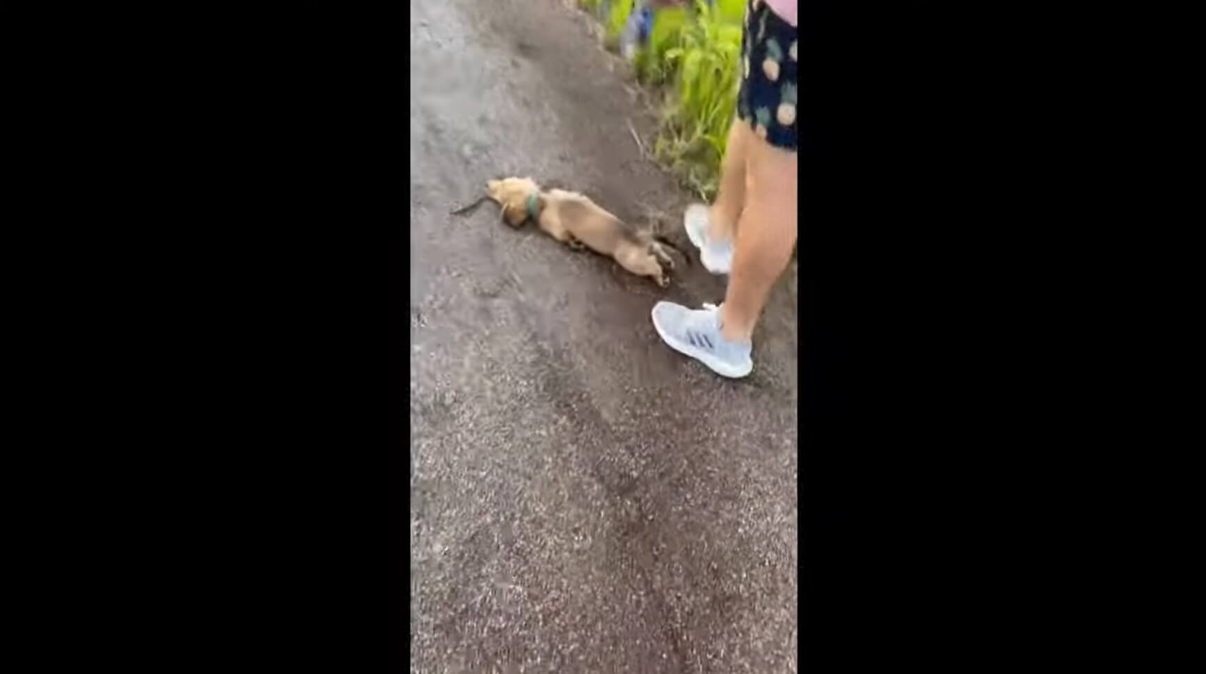 ダックスフンド,動画