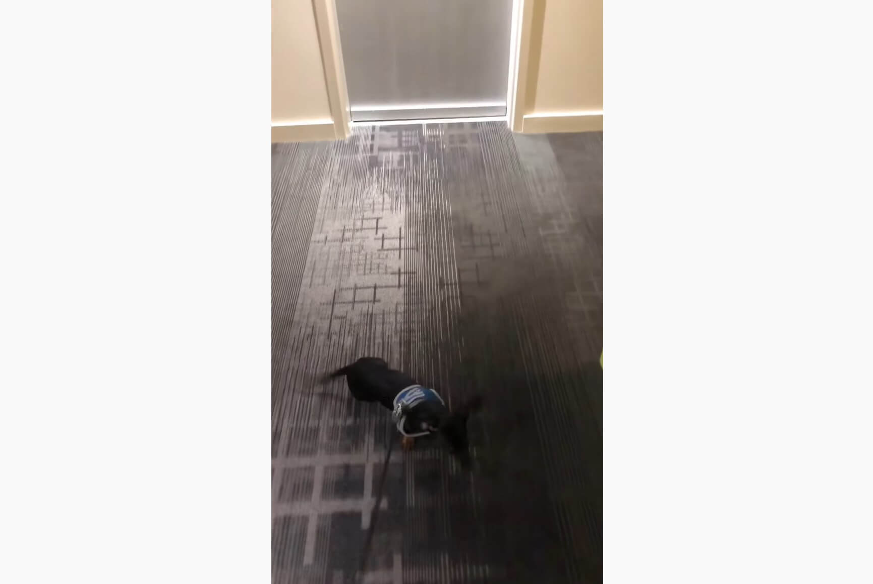 ダックスフンド,動画