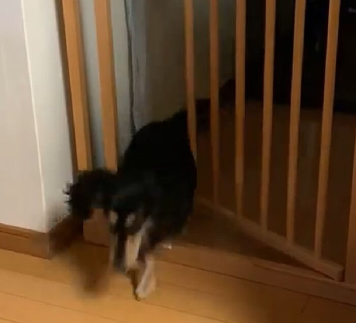 ダックスフンド,動画