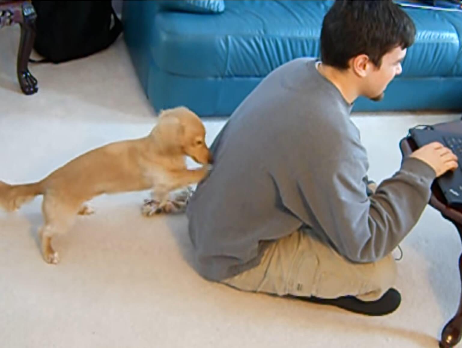 ダックスフンド,動画