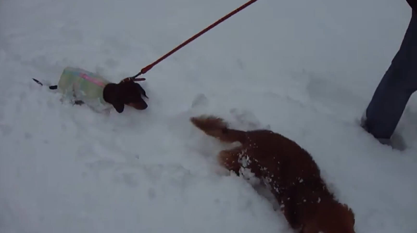 ダックスフンド,動画