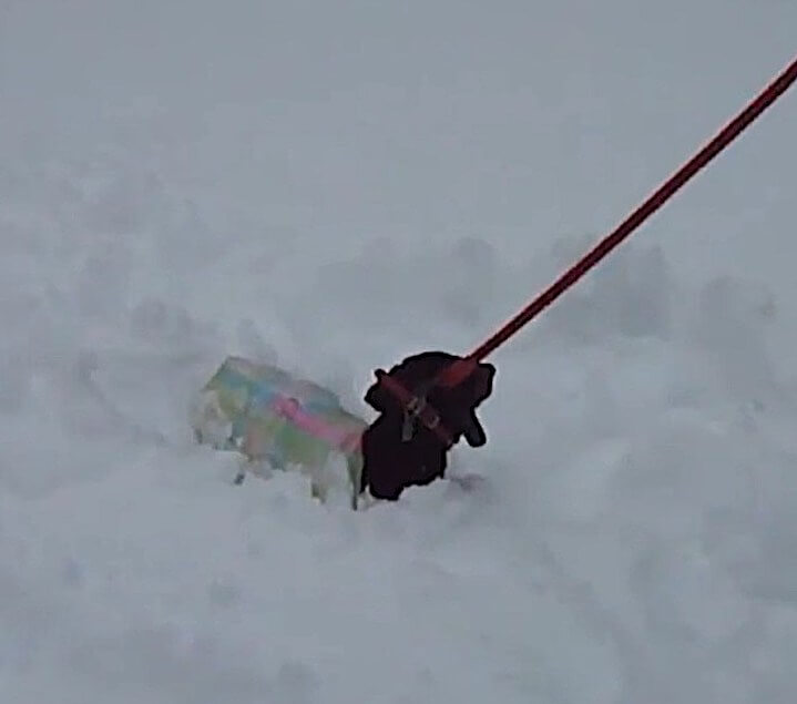 ダックスフンド,動画