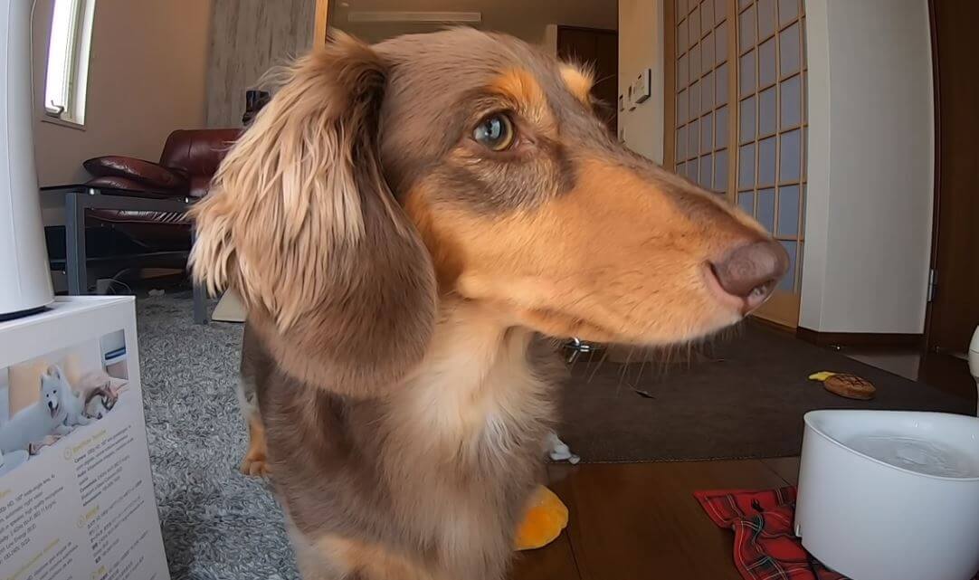 ダックスフンド,動画