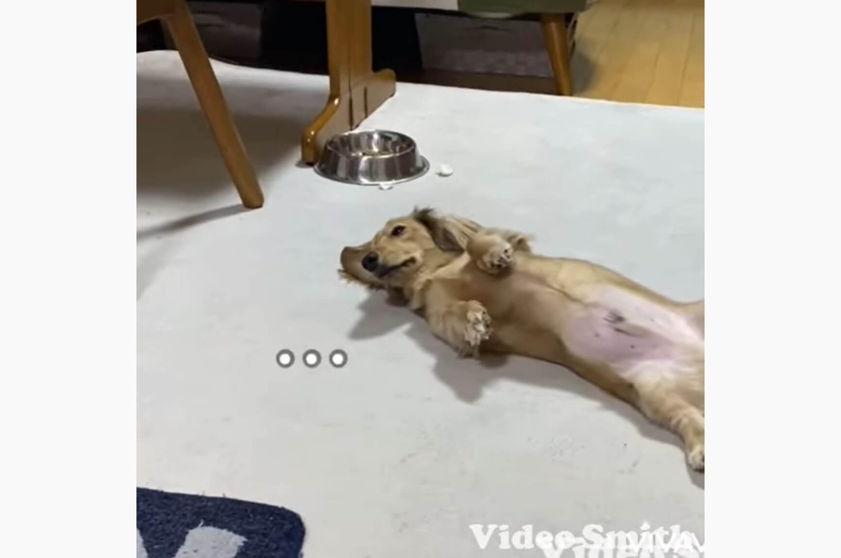 ダックスフンド,動画