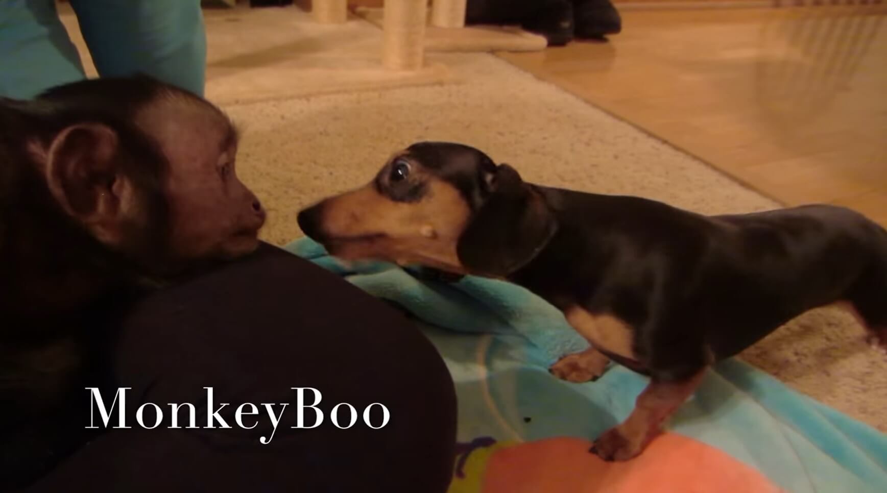 ダックスフンド,動画