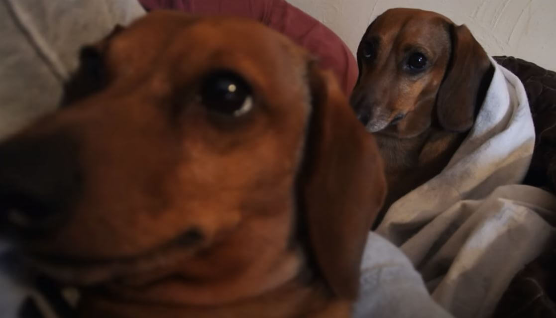 ダックスフンド,動画