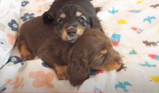 ダックスフンド,動画