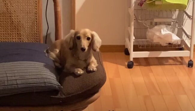 ダックスフンド,動画