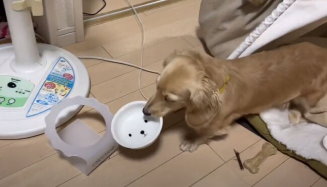 ダックスフンド,動画