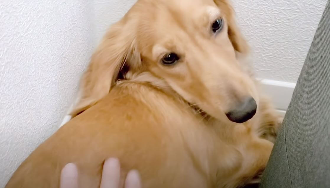 ダックスフンド,動画