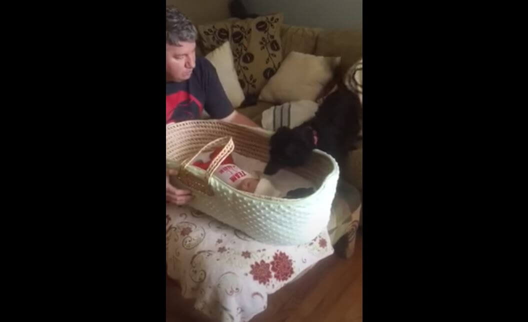 ダックスフンド,動画