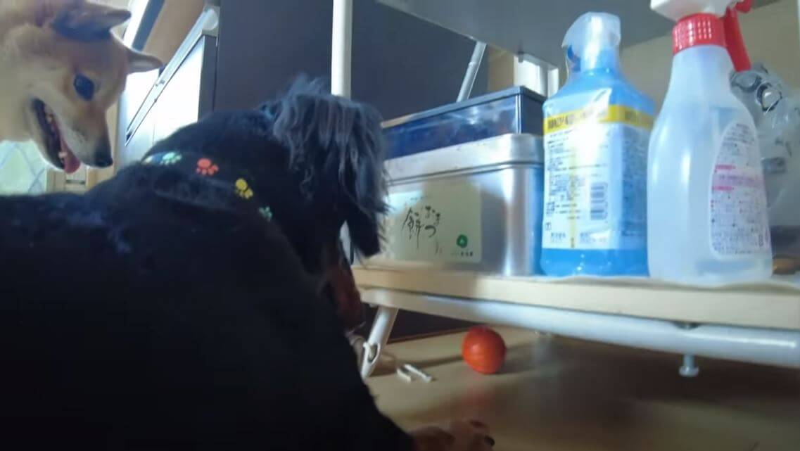 ダックスフンド,動画