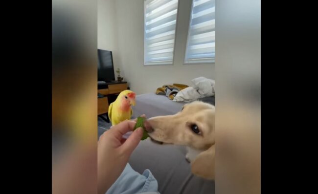 ダックスフンド,動画