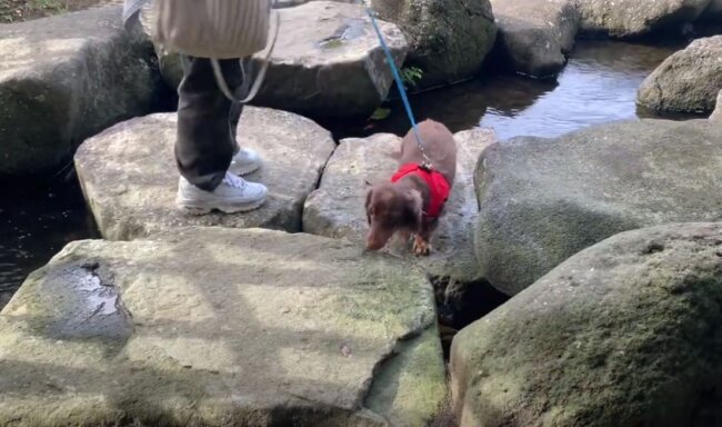 ダックスフンド,動画