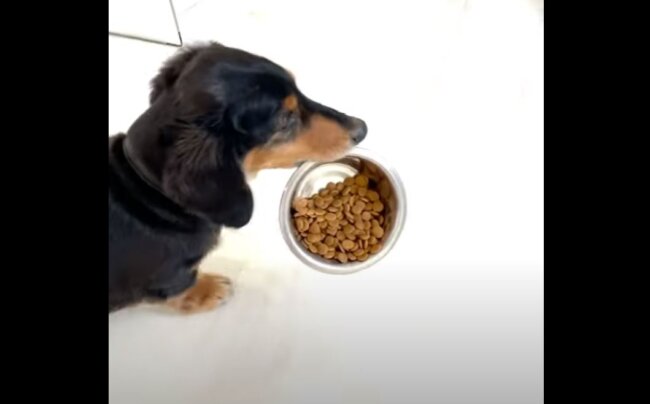 ダックスフンド,動画