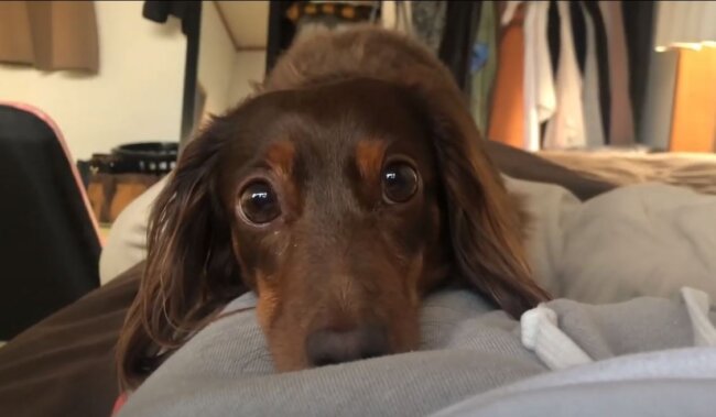 ダックスフンド,動画