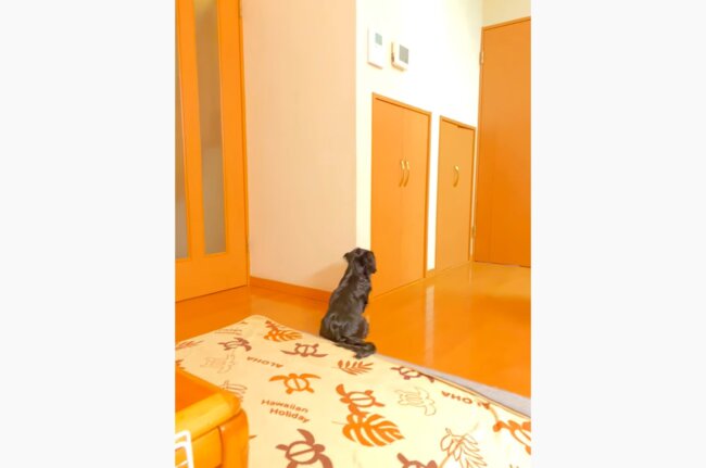 ダックスフンド,動画